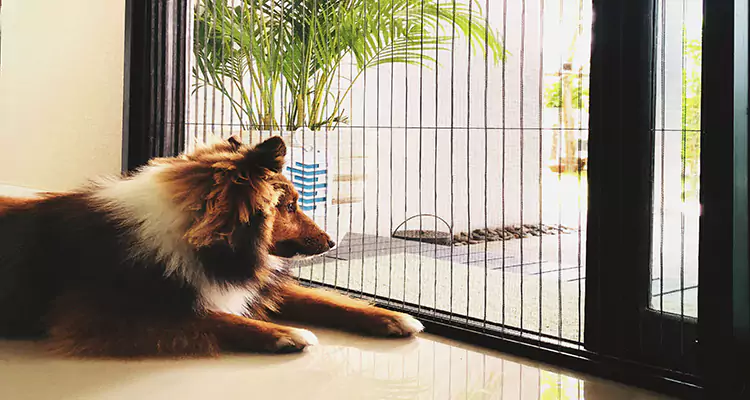 Sliding Screen Pet Door Repair in Bay Point, CA