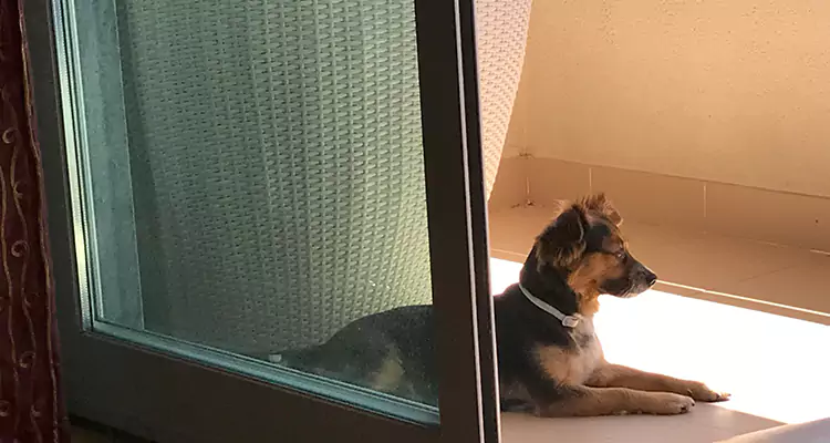 French Door Pet Screen Repair in Bay Point, CA